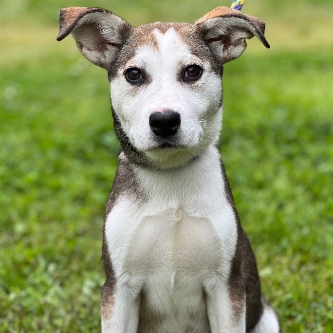 Bailey, an adopted Husky Mix in Hughesville, MD_image-1