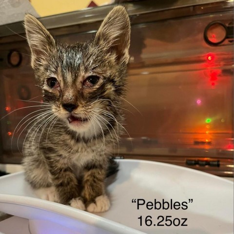 Pebbles