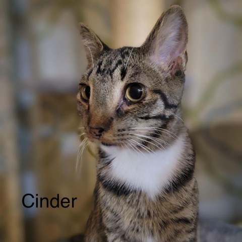 Cinder, an adoptable Domestic Short Hair in Spring Hill, KS_image-1