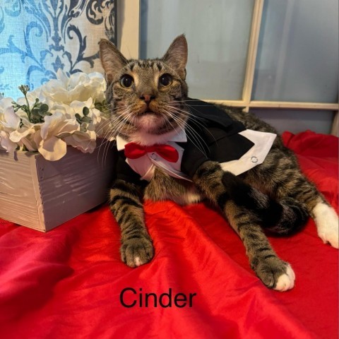 Cinder, an adoptable Domestic Short Hair in Spring Hill, KS, 66083 | Photo Image 1