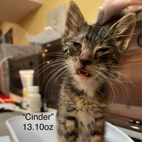 Cinder, an adoptable Domestic Short Hair in Spring Hill, KS_image-3
