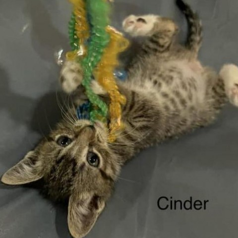 Cinder, an adoptable Domestic Short Hair in Spring Hill, KS, 66083 | Photo Image 3