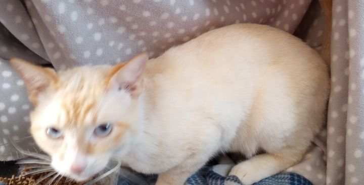 Bartholomeow 3