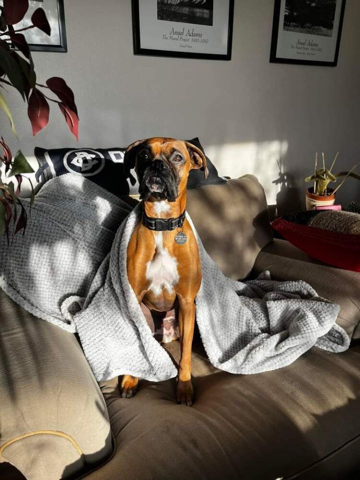 Dixie, an adoptable Boxer in Denver, CO_image-2