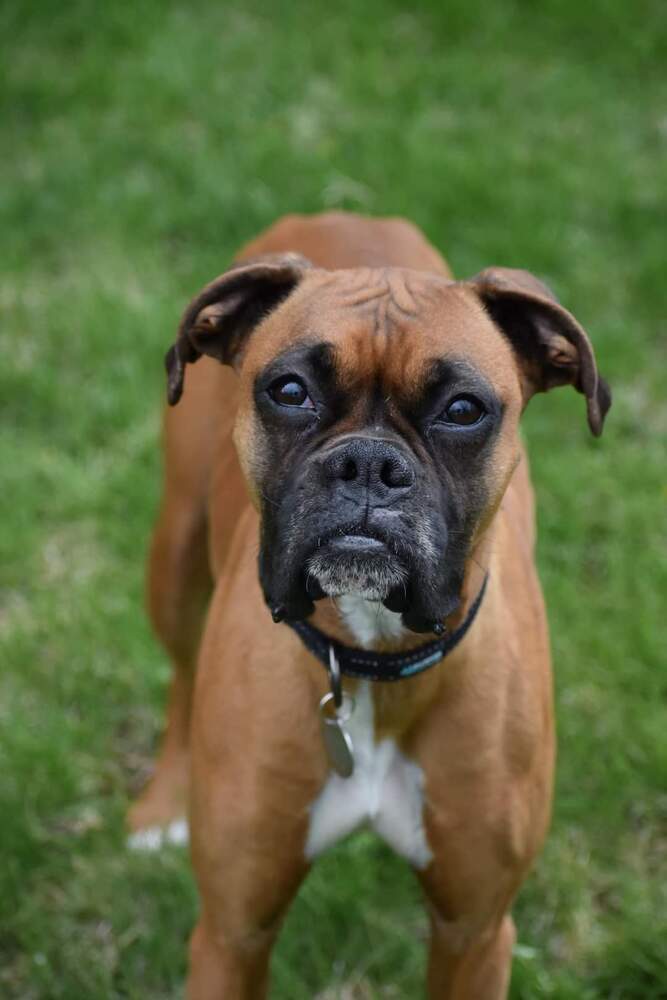 Dixie, an adoptable Boxer in Denver, CO_image-4