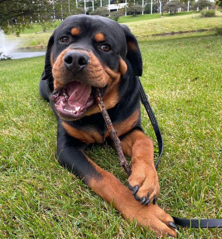 Porter, an adoptable Rottweiler in Vernon Hills, IL_image-1