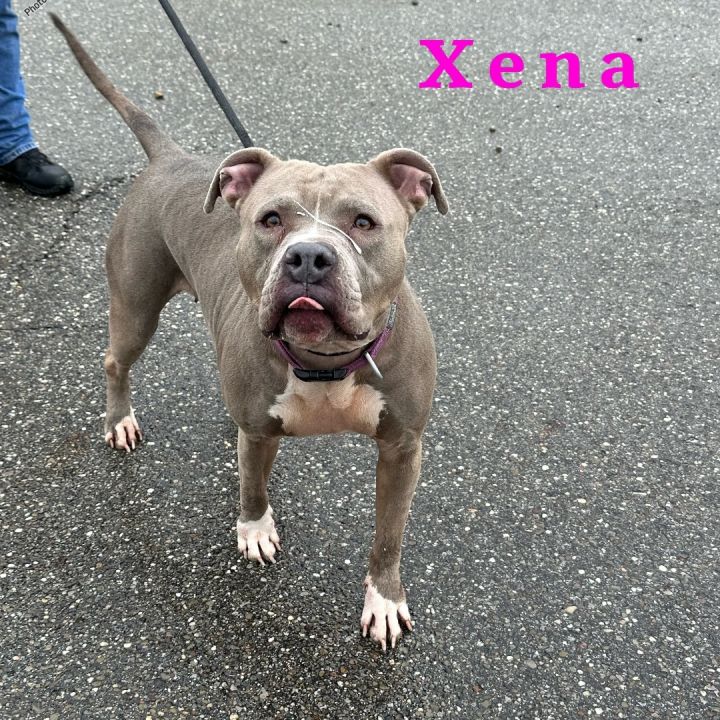 Xena, an adoptable American Staffordshire Terrier in Youngstown, OH_image-1
