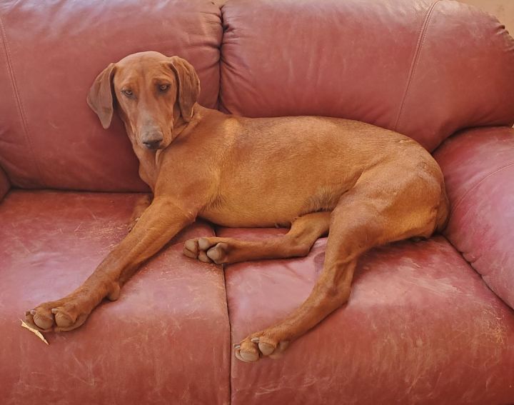 Kelly ADOPTED 2
