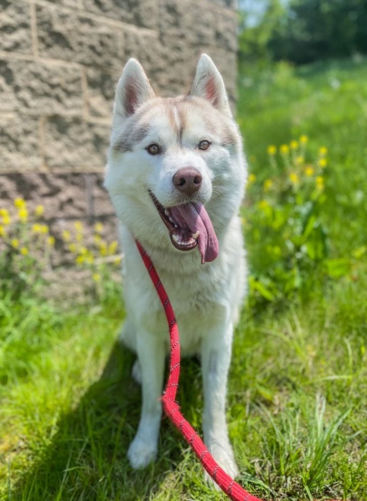 Hovis, an adopted Husky in Youngstown, OH_image-5