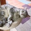 Tobia - No Longer Accepting Applications