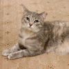 Tobia - No Longer Accepting Applications