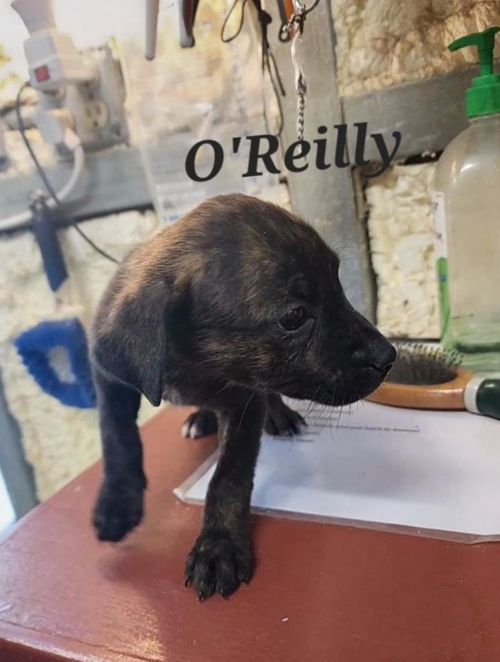 O'Reilly 2