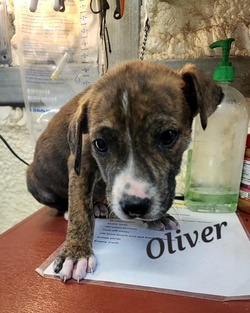 Oliver, an adoptable Terrier in Ruston, LA, 71270 | Photo Image 2