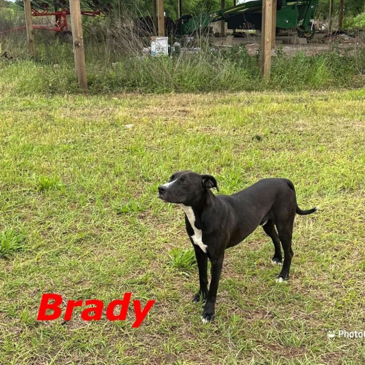 Dog for adoption - Brady, a Labrador Retriever Mix in Zimmerman, MN