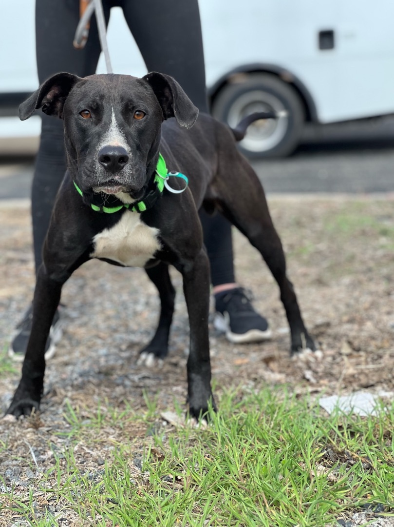 Dog for adoption - Brady, a Labrador Retriever Mix in Zimmerman, MN