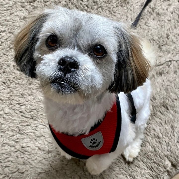 Nautica, an adopted Shih Tzu in Rochester, NY_image-3