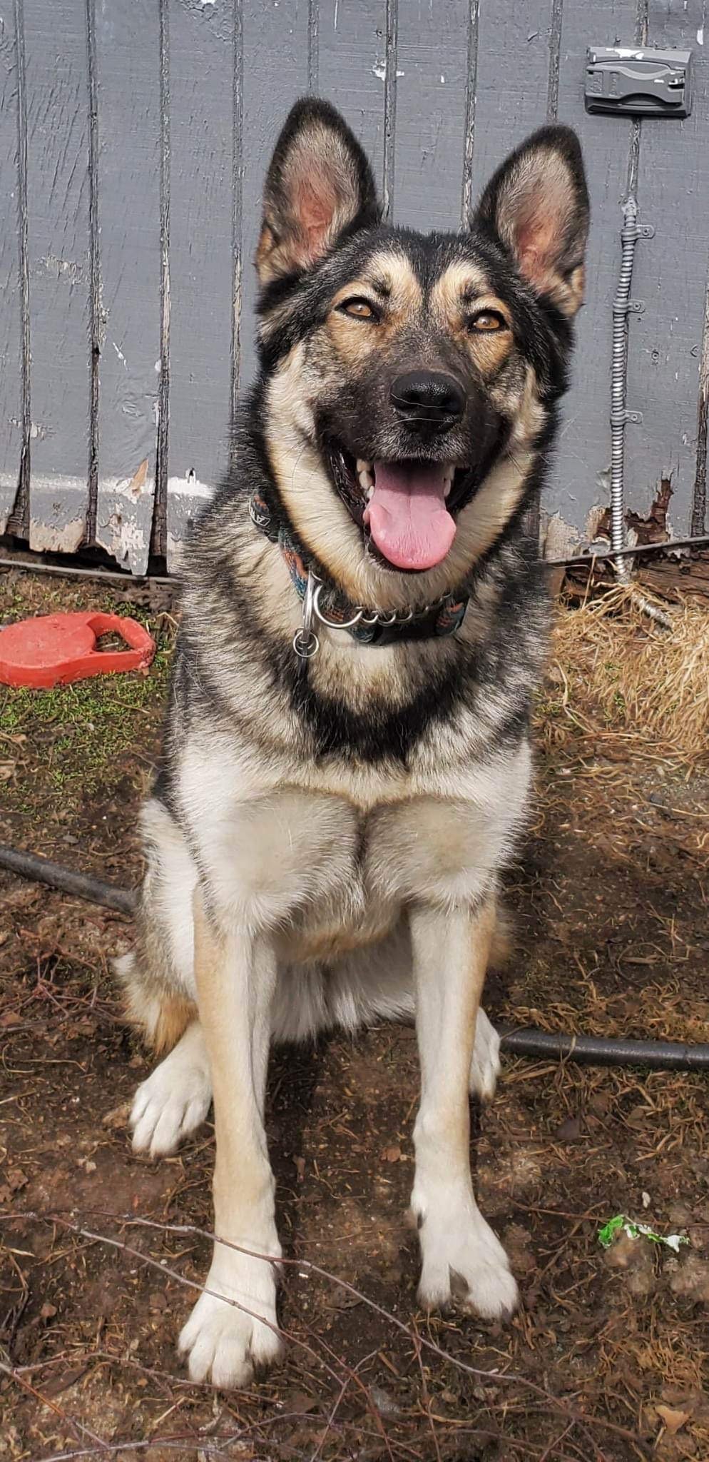Noki, an adoptable German Shepherd Dog, Husky in Anchorage, AK, 99503 | Photo Image 1