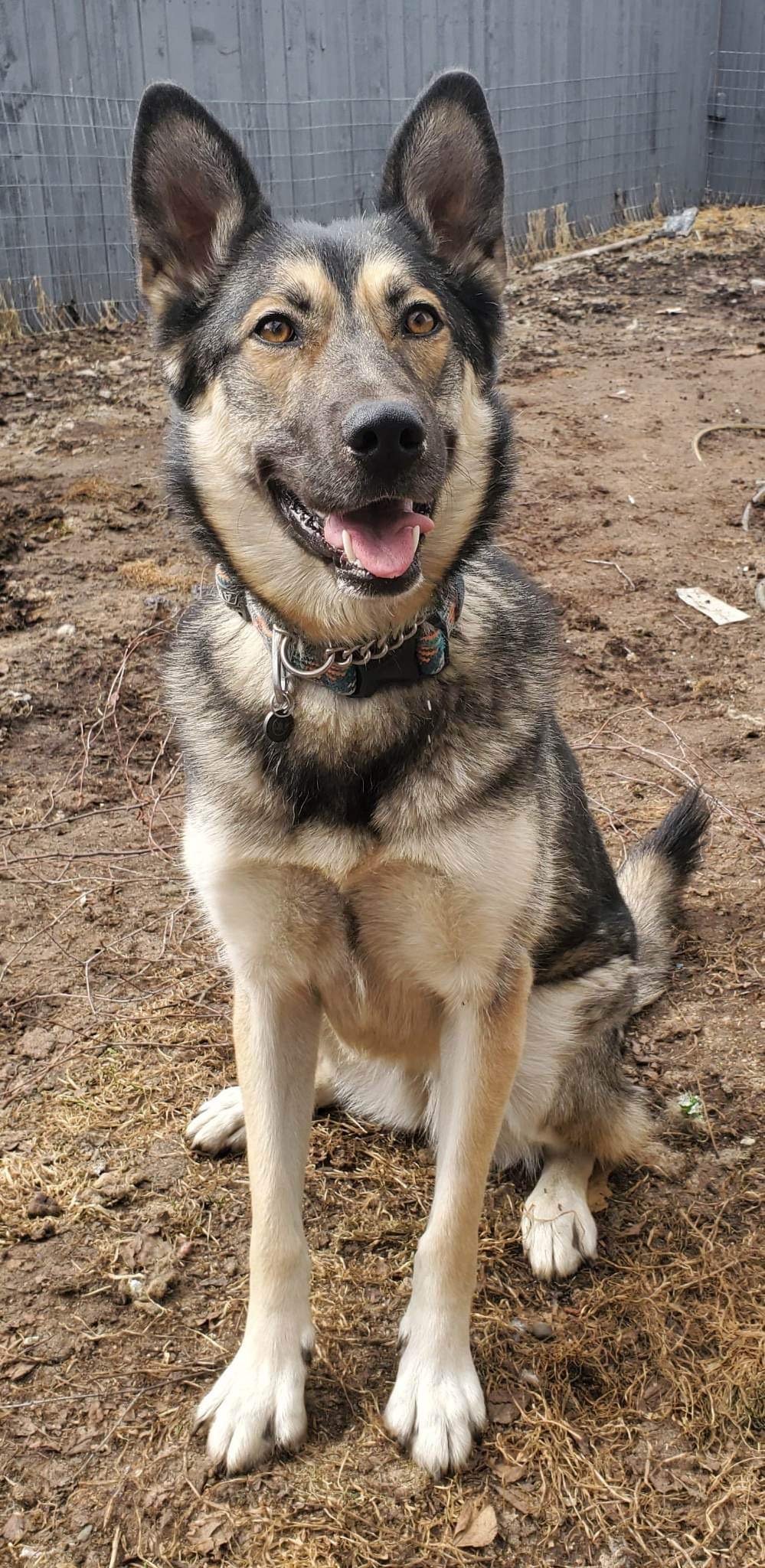Noki, an adoptable German Shepherd Dog, Husky in Anchorage, AK, 99503 | Photo Image 2