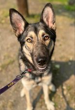 Noki, an adoptable German Shepherd Dog, Husky in Anchorage, AK, 99503 | Photo Image 3