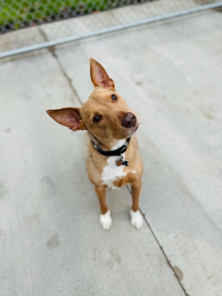 Benny, an adoptable Airedale Terrier in Muskegon, MI, 49443 | Photo Image 6