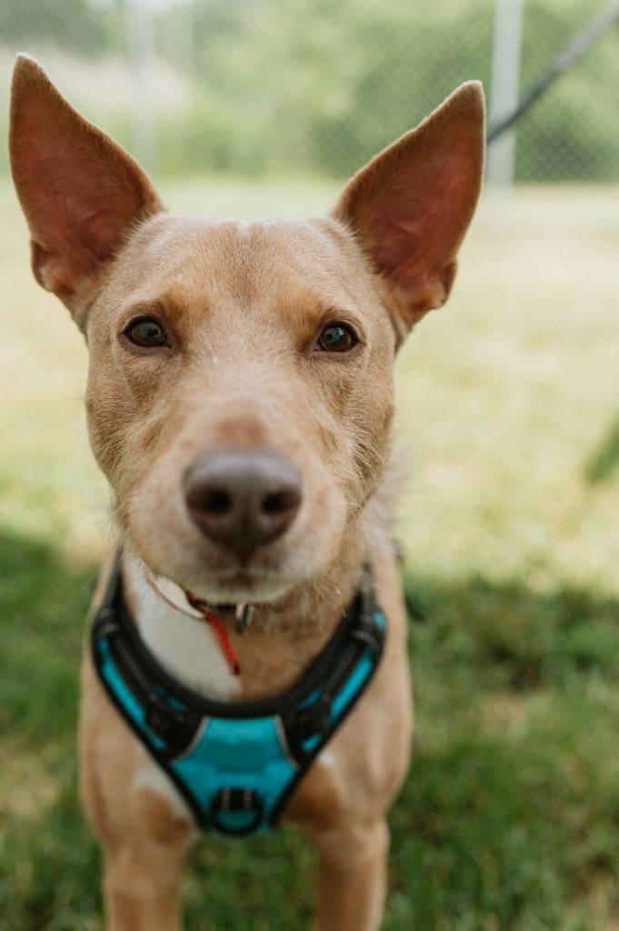 Benny, an adoptable Airedale Terrier in Muskegon, MI, 49443 | Photo Image 1