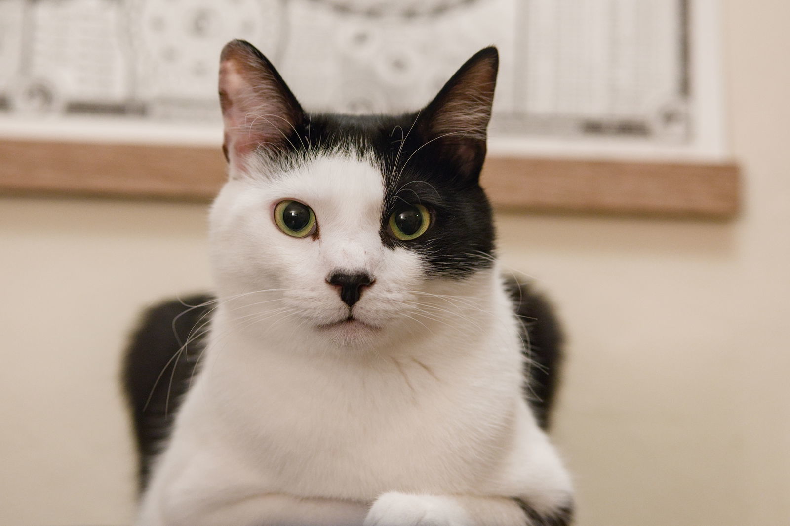 Clown Pants III (bonded w/ Graphene), an adoptable Domestic Short Hair in San Jose, CA, 95112 | Photo Image 1