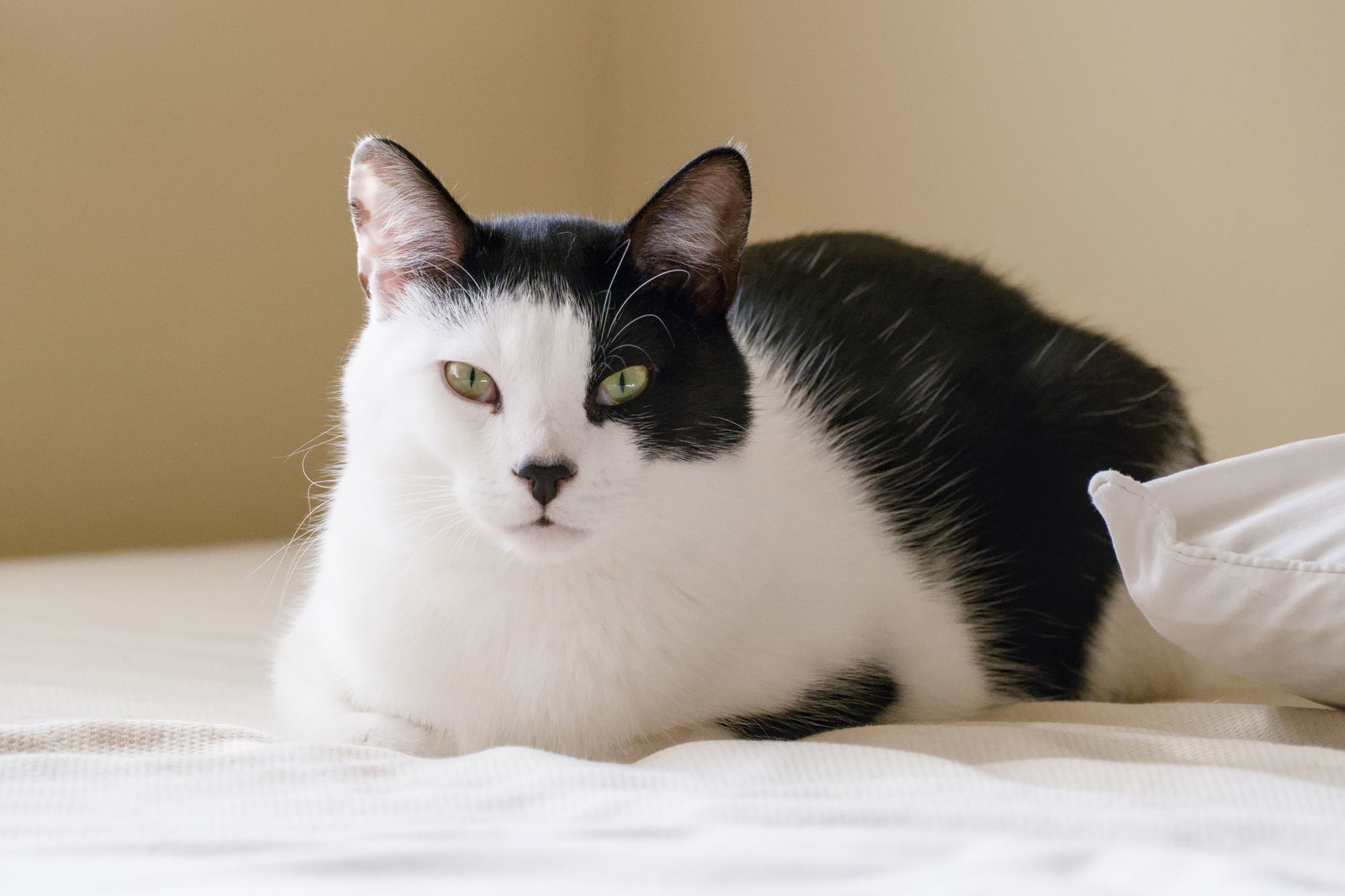 Clown Pants III (bonded w/ Graphene), an adoptable Domestic Short Hair in San Jose, CA, 95112 | Photo Image 2