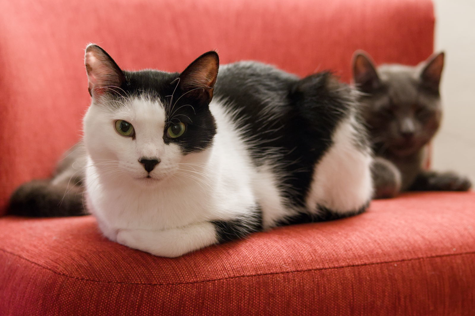 Clown Pants III (bonded w/ Graphene), an adoptable Domestic Short Hair in San Jose, CA, 95112 | Photo Image 3