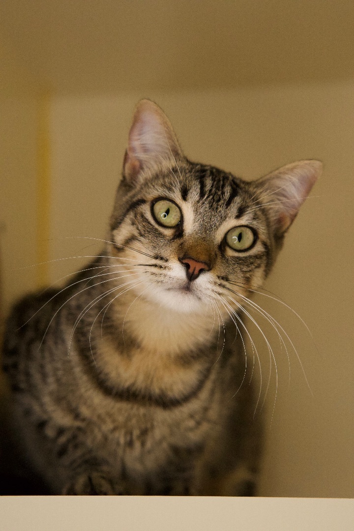 Bob Fosse, an adoptable Domestic Short Hair in Los Angeles, CA_image-2