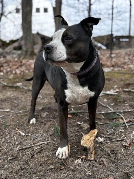 Nova, an adoptable Pit Bull Terrier in Potsdam, NY, 13676 | Photo Image 2