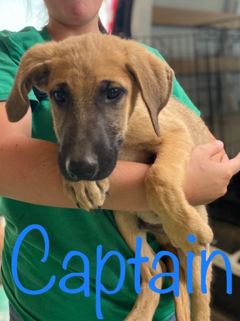 Captain, an adoptable German Shepherd Dog in Big Spring, TX, 79720 | Photo Image 2