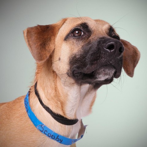 Scooby, an adoptable Mixed Breed in Guaynabo, PR, 00969 | Photo Image 1