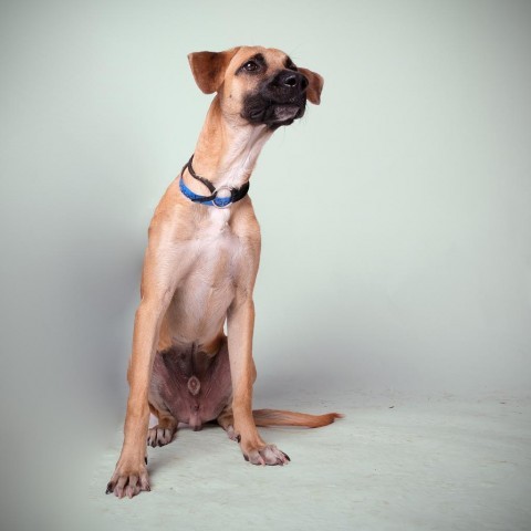 Scooby, an adoptable Mixed Breed in Guaynabo, PR, 00969 | Photo Image 2