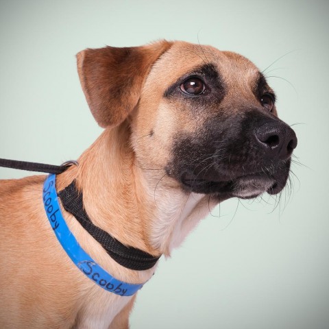 Scooby, an adoptable Mixed Breed in Guaynabo, PR, 00969 | Photo Image 3