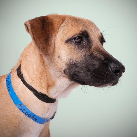 Scooby, an adoptable Mixed Breed in Guaynabo, PR, 00969 | Photo Image 4