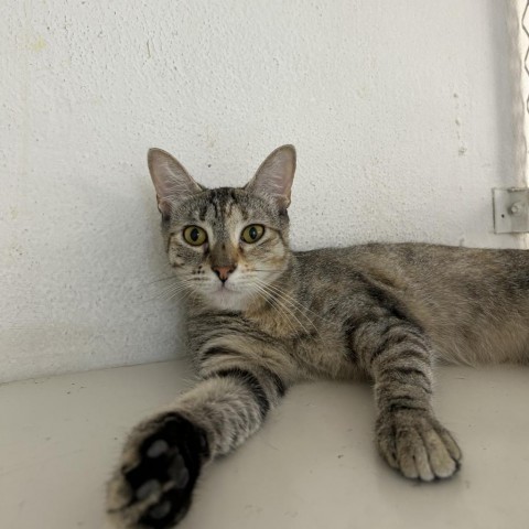 Emely, an adoptable Domestic Long Hair in Guaynabo, PR, 00969 | Photo Image 1