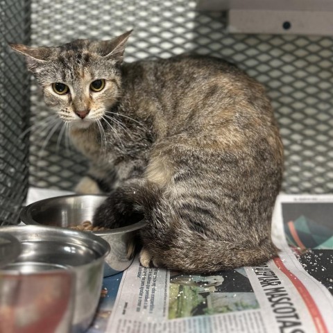 Emely, an adoptable Domestic Long Hair in Guaynabo, PR, 00969 | Photo Image 2