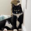Nior & Dahlia (bonded pair)