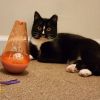 Nior & Dahlia (bonded pair)
