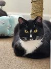 Nior & Dahlia (bonded pair)