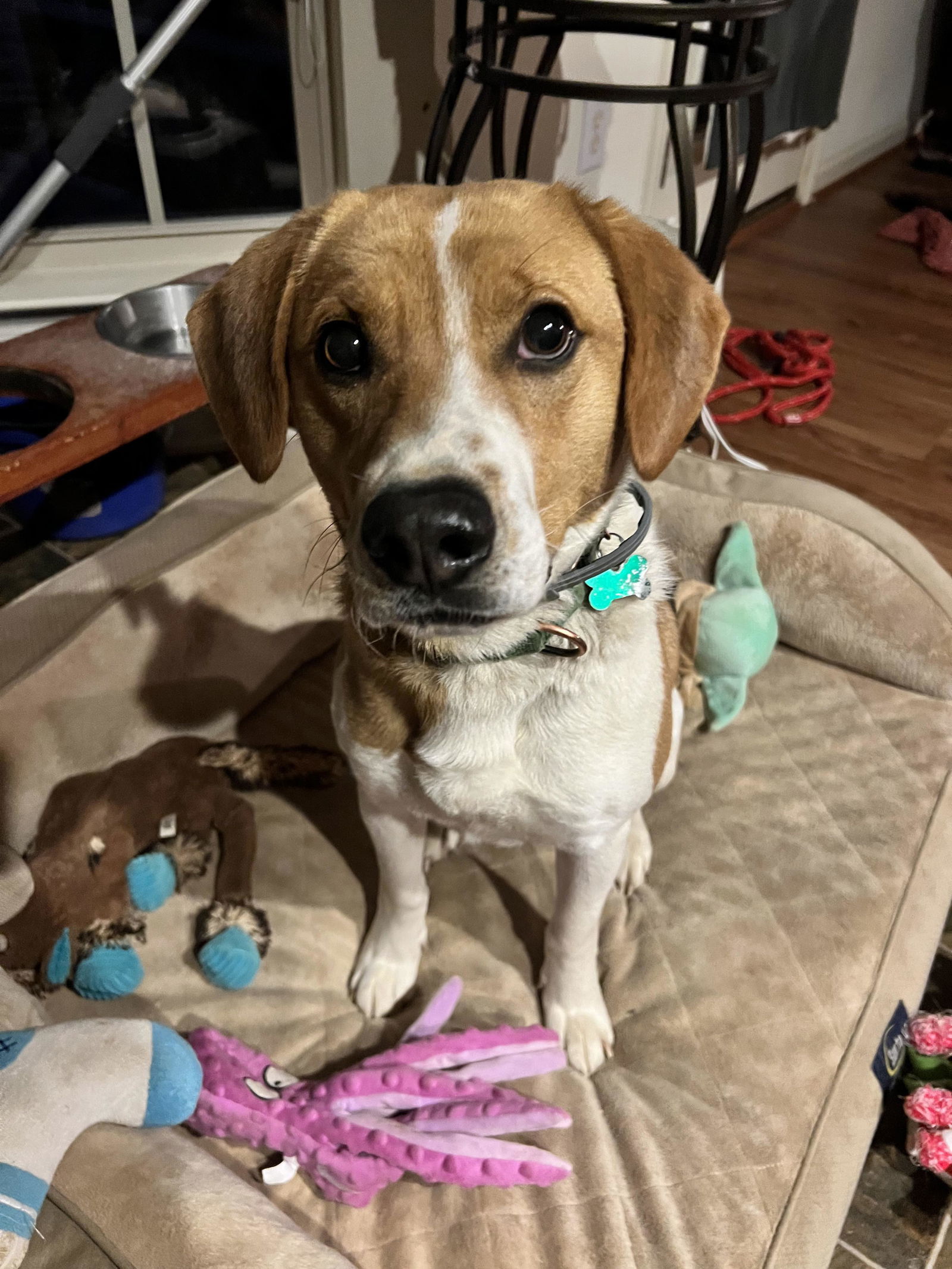 Chase, an adoptable Hound in Roxboro, NC, 27573 | Photo Image 1