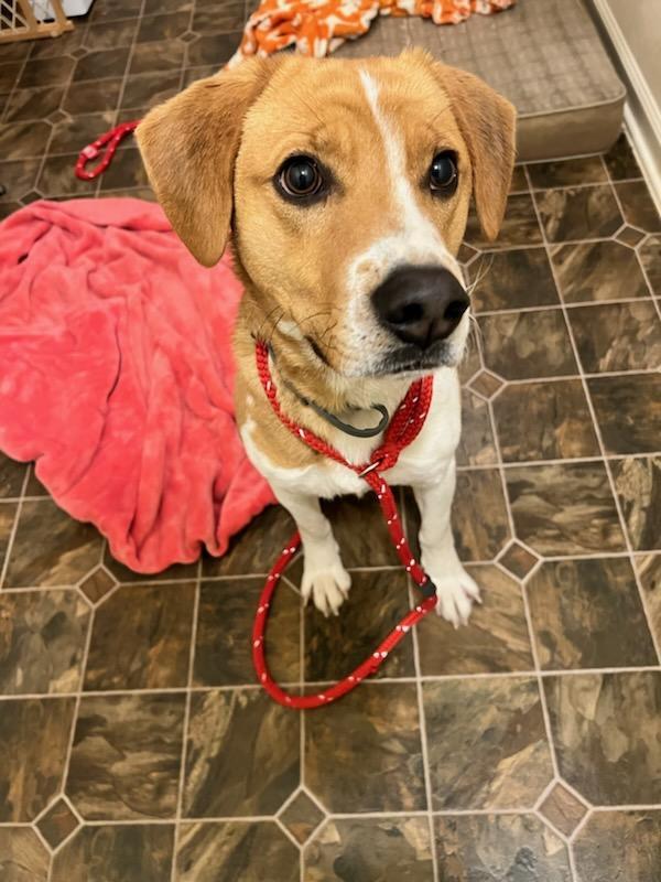 Chase, an adoptable Hound in Roxboro, NC, 27573 | Photo Image 2