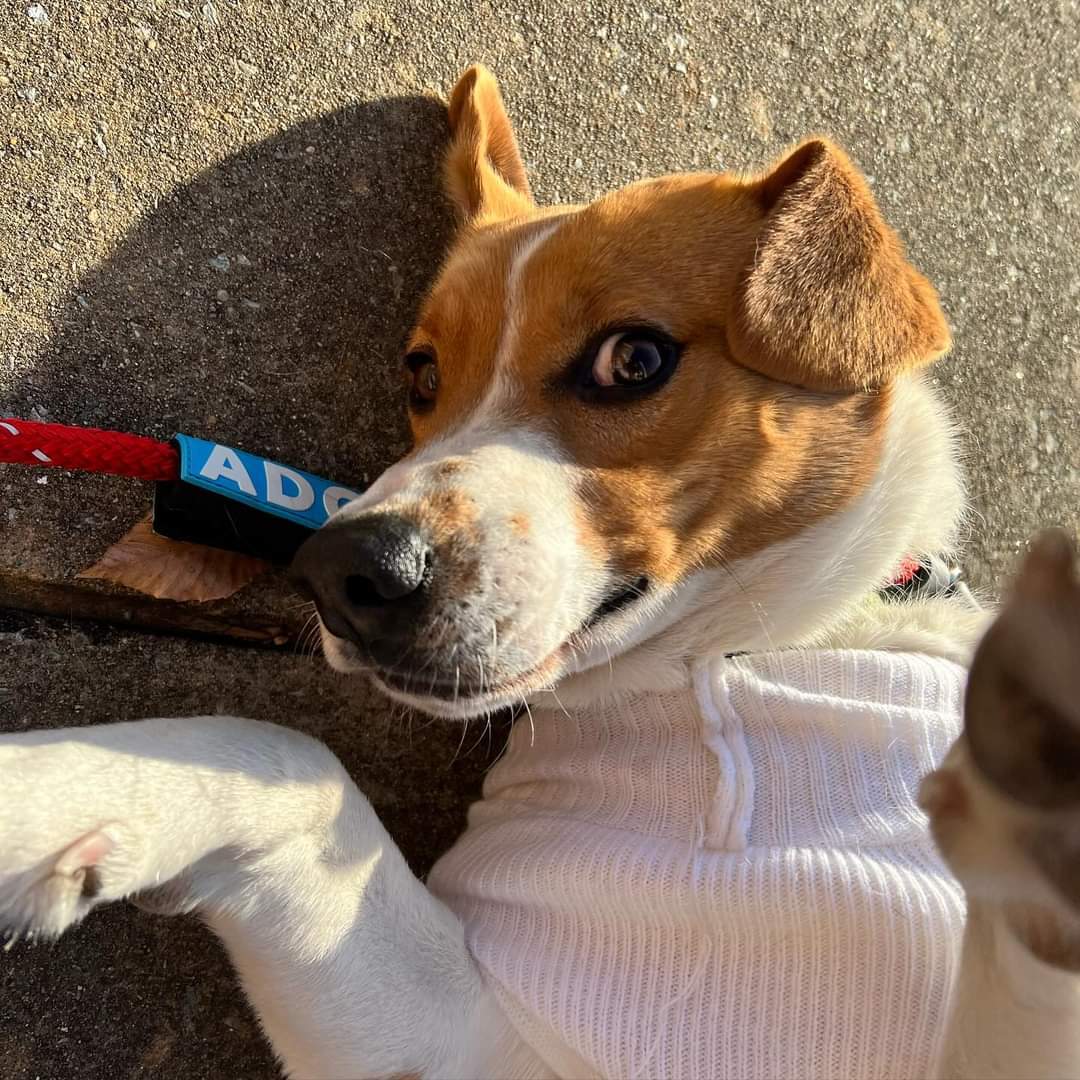 Chase, an adoptable Hound in Roxboro, NC, 27573 | Photo Image 3