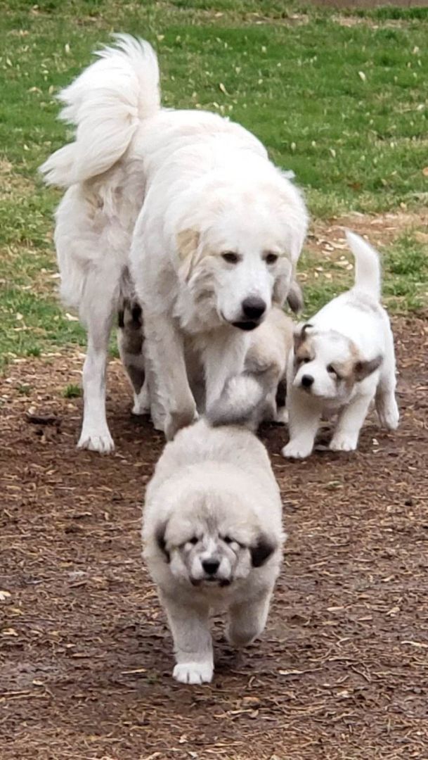 Mother Liberty's Story, an adoptable Great Pyrenees in Kiowa, OK_image-3
