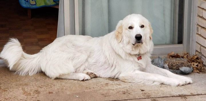 Mother Liberty's Story, an adoptable Great Pyrenees in Kiowa, OK_image-5