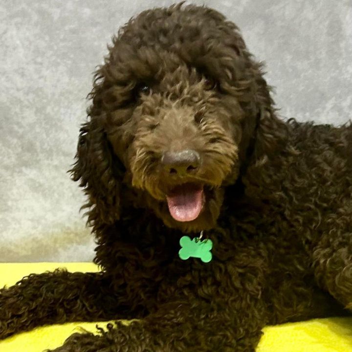 Bliss, an adoptable Goldendoodle in Springfield, MO_image-1
