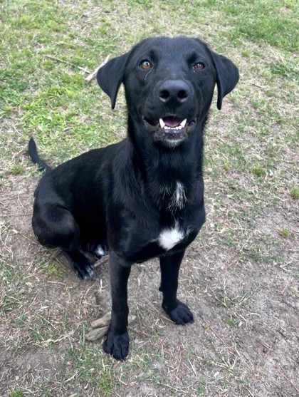 Bertie (in foster) 2