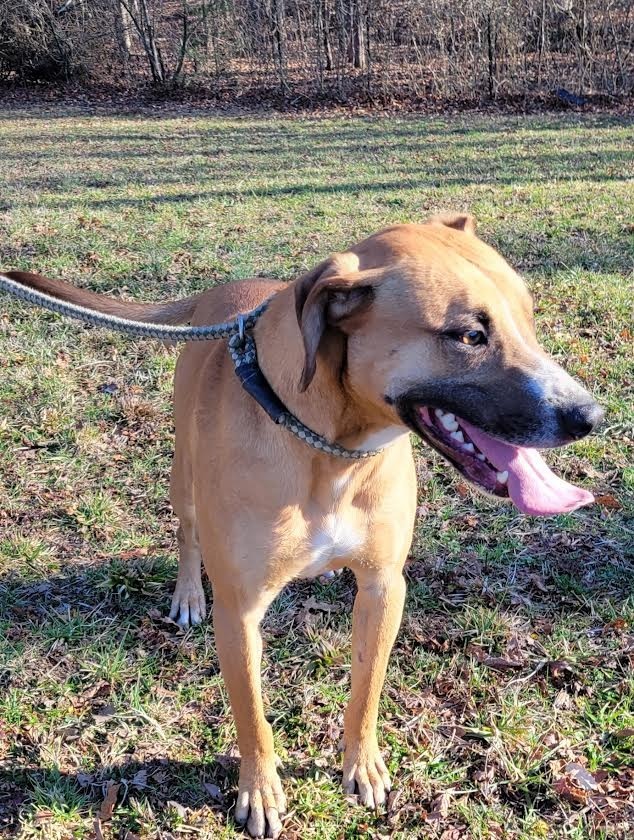 Scully, an adoptable Golden Retriever, Black Mouth Cur in Crossville, TN, 38557 | Photo Image 1