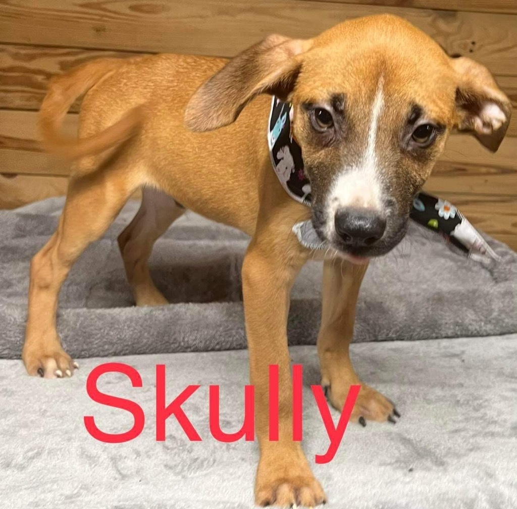 Scully, an adoptable Golden Retriever, Black Mouth Cur in Crossville, TN, 38557 | Photo Image 2