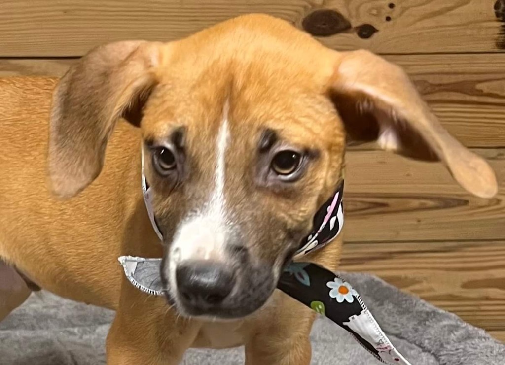 Scully, an adoptable Golden Retriever, Mixed Breed in Crossville, TN, 38557 | Photo Image 3